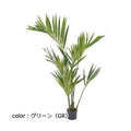 ポピー ケンチャヤシ GLP-1528 全長150cm・幅100cm 鉢：φ15cm×H12.5cm