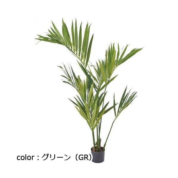 ポピー ケンチャヤシ GLP-1528 全長150cm・幅100cm 鉢：φ15cm×H12.5cm