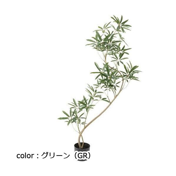 ポピー シェフレラアンガスティフォリア GLP-1532 全長137cm・幅70cm 鉢：φ15cm×H12.5cm