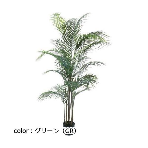 ポピー アレカヤシ GLP-1534 全長150cm・幅80cm ポットφ15cm×H12.5cm