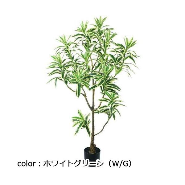 ポピー ドラセナインディア GLP-1536 全長115cm・幅45cm ポットφ12.5cm×H11.5cm