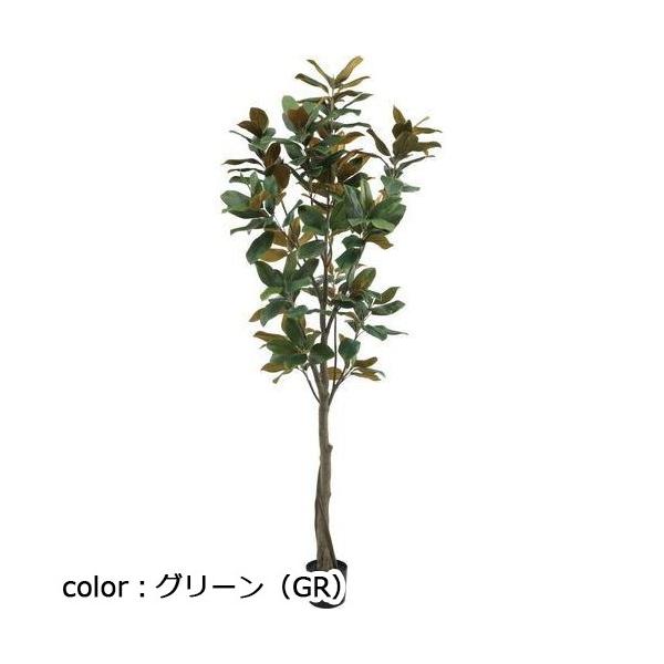 ポピー マグノリアツリー GLP-1541 全長220cm・幅70cm 鉢：φ15.5cm×15cm