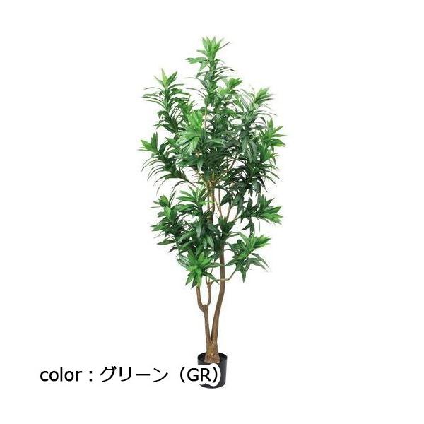ポピー ドラセナナビー GLP-1545 全長185cm・幅90cm　鉢：φ15cm×H15cm