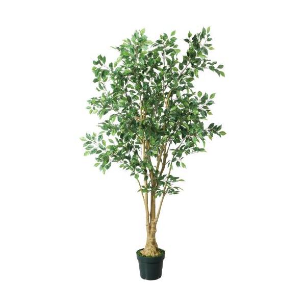 GLP-1548 210cmベンジャミンフィカス/全長210cm 幅100cm 鉢φ14.5cm×H14.7cm/業務用/新品/送料別途見積