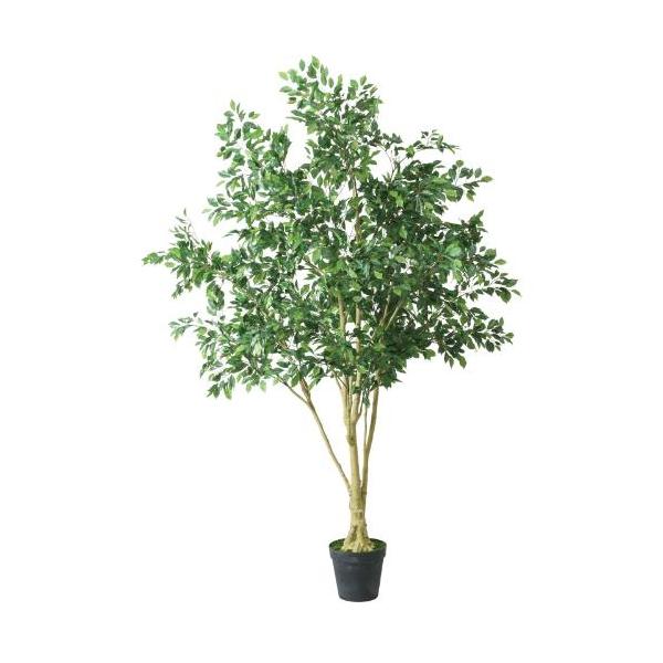 GLP-1549 250cmベンジャミンフィカス/全長250cm 幅190cm 鉢φ14.5cm×H14.7cm/業務用/新品/送料別途見積