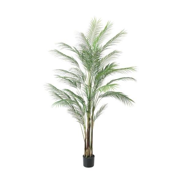GLP-1550 アレカヤシL/全長185cm 幅80cm 鉢φ15cm×H18cm/業務用/新品/送料別途見積