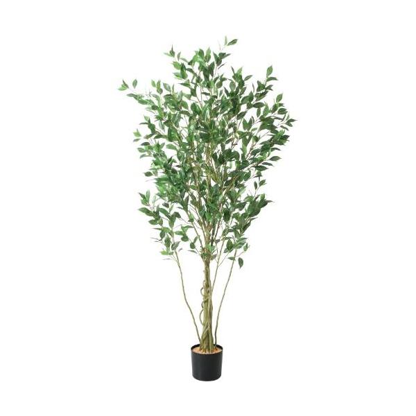GLP-1551 フィカスシャングリア/全長180cm 幅70cm  鉢φ14.5cm×H14.7cm/業務用/新品/送料別途見積