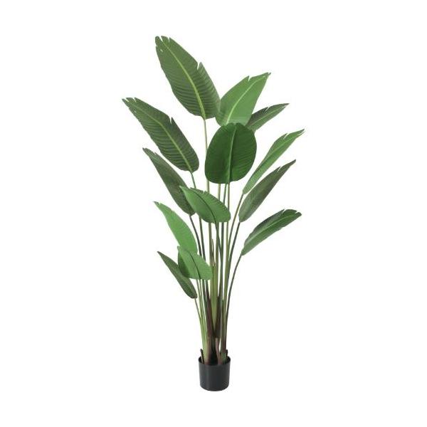GLP-1552 トラベラーズパーム/全長180cm 幅90cm 鉢φ17cm×H14cm/業務用/新品/送料別途見積