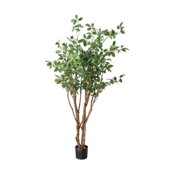 GLP-1553 160cmガジュマルツリー/全長160cm 幅100cm  鉢φ17cm×H14cm/業務用/新品/送料別途見積