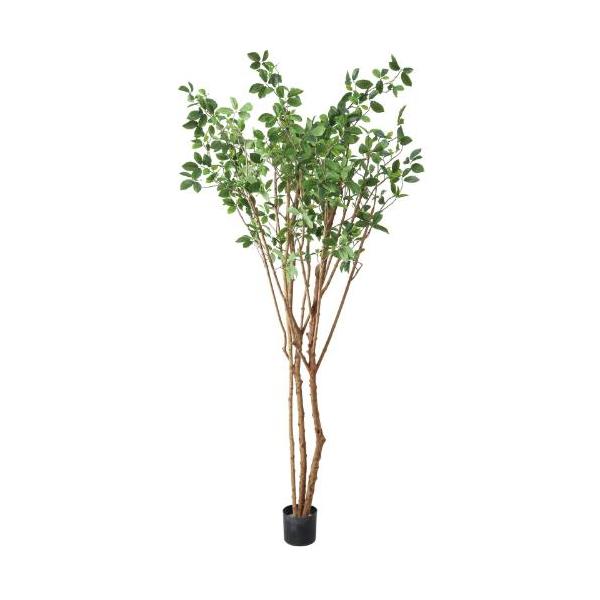 GLP-1554 220cmガジュマルツリー/全長220cm 幅125cm  鉢φ17cm H14cm/業務用/新品/送料別途見積
