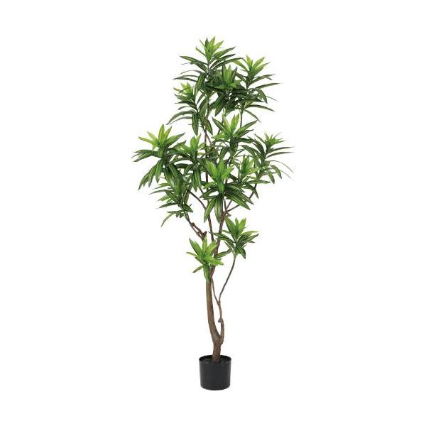 GLP-1556KK ソングオブジャマイカ/全長155cm 幅50cm 葉 :9 ～ 17cm 鉢:H13cm×φ14.5cm/業務用/新品/送料別途見積