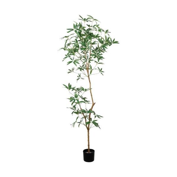 GLP-1568 180cmシェフレラアンガスティフォリア/全長180cm 幅65cm 鉢φ15cm×H12cm/業務用/新品/送料別途見積