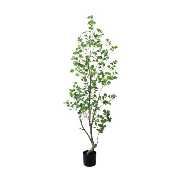 GLP-1570 180cmフィカストライアンギュラス/全長180cm 幅60cm 鉢φ17cm×H15cm/業務用/新品/送料別途見積