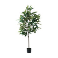 GLP-1572 180cmショウナンゴム/全長180cm 幅100cm 鉢φ17cm×H14.5cm/業務用/新品/送料別途見積