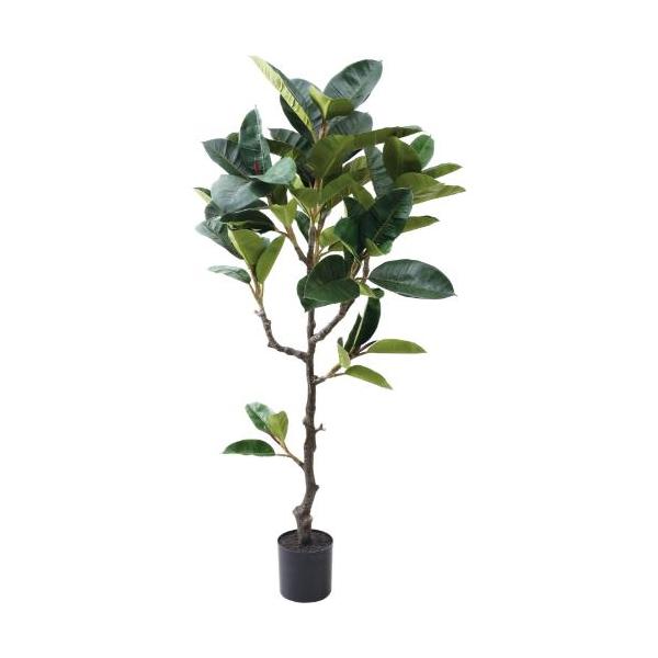 GLP-1573 180cmゴムノキ/全長180cm 幅90cm 鉢φ20cm×H17cm/業務用/新品/送料別途見積
