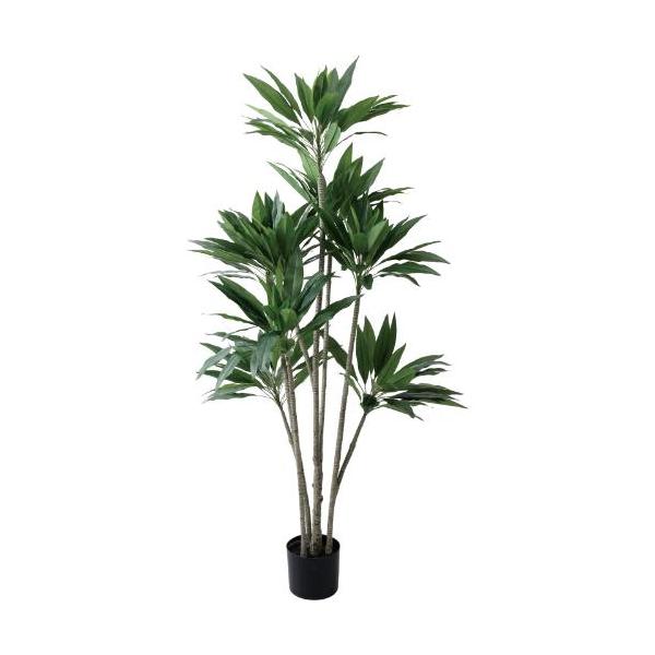 GLP-1575 190cmドラセナストリクタ/全長190cm 幅85cm 鉢φ19cm×H15.5cm/業務用/新品/送料別途見積