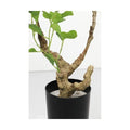 GLP-1578 125cmフィカストライアンギュラス/全長125cm 幅95cm 鉢φ12cm×H11.5cm/業務用/新品/送料別途見積