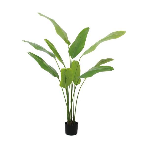 GLP-1579 140cmトラベラーズパーム/全長140cm 幅120cm 鉢φ15cm×H12cm/業務用/新品/送料別途見積
