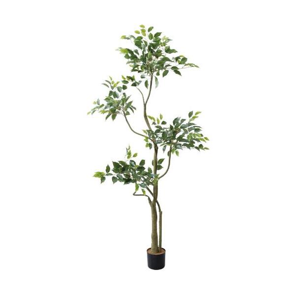 GLP-1580 180cmベンジャミンツリー/全長180cm 幅80cm 鉢φ13cm×H12cm/業務用/新品/送料別途見積