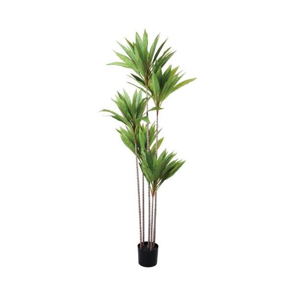 GLP-1584 155cmドラセナコルジリネ/全長155cm 幅60cm 鉢φ15cm×H12cm/業務用/新品/送料別途見積