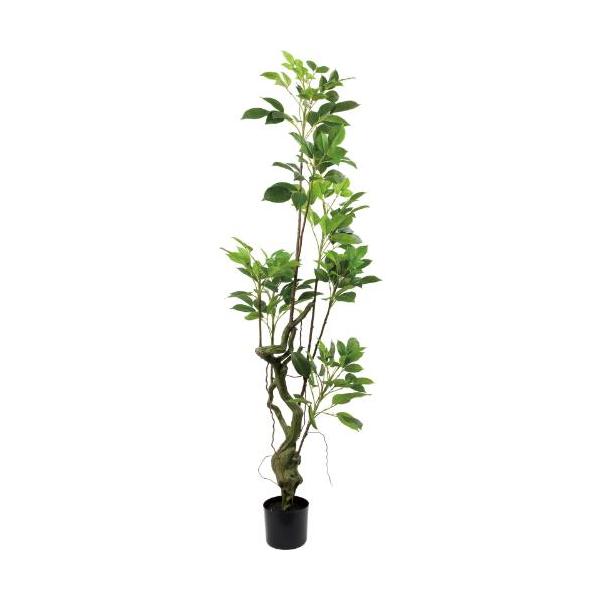 GLP-1586/180cmマルベリーツリー/業務用/新品/送料別途見積
