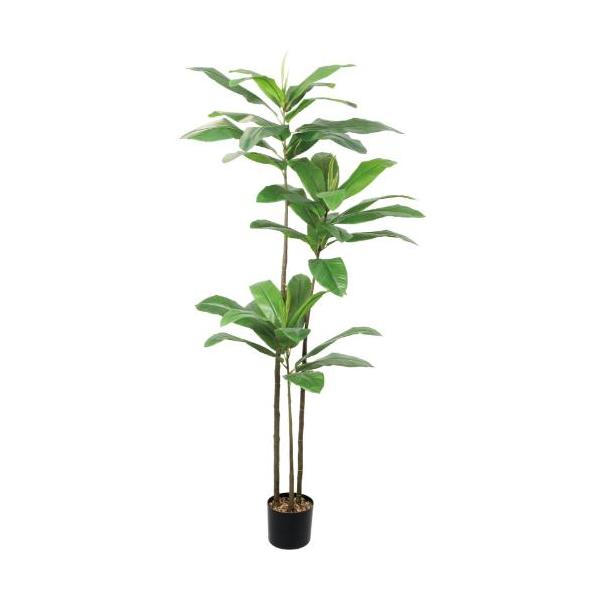 GLP-1590 180cmエレファントアップル/全長180cm 幅70cm(鉢φ17cm×14.5cm)/業務用/新品/送料別途見積