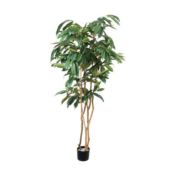 GLP-1591 180cmショウナンゴム/全長180cm 幅118cm(鉢φ16cm×12.5cm)/業務用/新品/送料別途見積