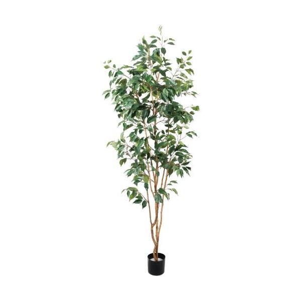 GLP-1594 210cmベンジャミンツリー/全長210cm 幅90cm(鉢φ16.5cm×14.5cm)/業務用/新品/送料別途見積