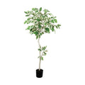 GLP-1595 160cmフィカスアルテシマ/全長210cm 幅90cm(鉢φ17cm×15cm)/業務用/新品/送料別途見積