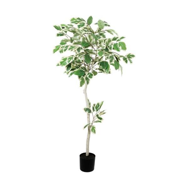GLP-1595 160cmフィカスアルテシマ/全長210cm 幅90cm(鉢φ17cm×15cm)/業務用/新品/送料別途見積