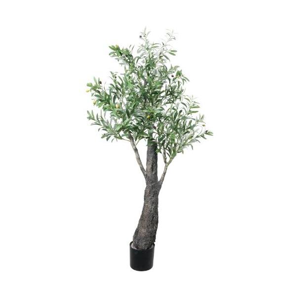 GLP-1596 180cmワイドトランクオリーブ/全長170cm 幅90cm(鉢φ20cm×17cm)/業務用/新品/送料別途見積