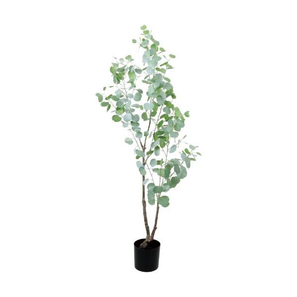 GLP-1598 170cmユーカリ/全長170cm 幅85cm(鉢φ18.5cm×17.5cm)/業務用/新品/送料別途見積