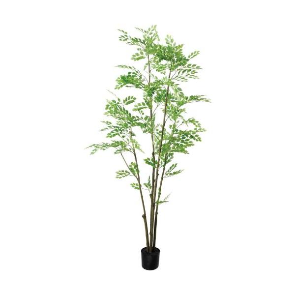 GLP-1599 210cmトネリコ/全長210cm 幅90cm(鉢φ17cm×14.5cm)/業務用/新品/送料別途見積