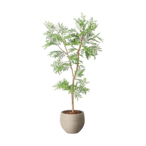 GLPA-083 エバーフレッシュ1.0m/全長100cm 幅50cm 奥行50cm  鉢φ25cm×H21cm/業務用/新品/送料別途見積