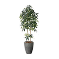 GLPA-105 ナチュラルパキラ1.8m/全長180cm 幅75cm 奥行75cm 鉢φ36.5cm×H45cm/業務用/新品/送料別途見積