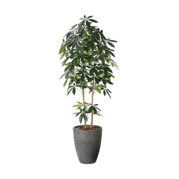 GLPA-105 ナチュラルパキラ1.8m/全長180cm 幅75cm 奥行75cm 鉢φ36.5cm×H45cm/業務用/新品/送料別途見積