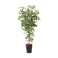 GLPS-1290/180cmベンジャミンフィカスツリー 全長180cm 幅70cm 鉢サイズ:H39cm W32?36cm/業務用/新品/送料別途見積