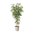 GLPS-1290/180cmベンジャミンフィカスツリー 全長180cm 幅70cm 鉢サイズ:H39cm W32?36cm/業務用/新品/送料別途見積