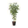GLPS-1290/180cmベンジャミンフィカスツリー 全長180cm 幅70cm 鉢サイズ:H39cm W32?36cm/業務用/新品/送料別途見積