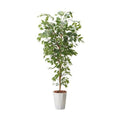 GLPS-1290/180cmベンジャミンフィカスツリー 全長180cm 幅70cm 鉢サイズ:H39cm W32?36cm/業務用/新品/送料別途見積