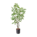 GLPS-1497A/180cmトネリコ 全長180cm 幅90cm 鉢サイズ:H35～36cm W31.5～37.5cm/業務用/新品/送料別途見積