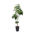 GLPS-1512/180cmウンベラータポット 全長180cm 幅85cm 鉢:φ32.5cm×H38.5cm/業務用/新品/送料別途見積