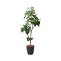 GLPS-1512/180cmウンベラータポット 全長180cm 幅85cm 鉢:φ32.5cm×H38.5cm/業務用/新品/送料別途見積