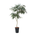 GLPS-1516/180cmショウナンゴムポット 全長180cm 幅85cm 鉢:φ32.5cm×H38.5cm/業務用/新品/送料別途見積