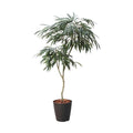 GLPS-1516/180cmショウナンゴムポット 全長180cm 幅85cm 鉢:φ32.5cm×H38.5cm/業務用/新品/送料別途見積