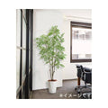 GLPS-1522/180cmパキラポット 全長180cm 幅90cm 鉢:φ32.5cm×H38.5cm/業務用/新品/送料別途見積