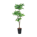GLPS-1522/180cmパキラポット 全長180cm 幅90cm 鉢:φ32.5cm×H38.5cm/業務用/新品/送料別途見積