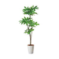 GLPS-1522/180cmパキラポット 全長180cm 幅90cm 鉢:φ32.5cm×H38.5cm/業務用/新品/送料別途見積