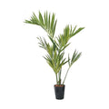 GLPS-1528/150cmケンチャヤシポット 全長150cm 幅100cm 鉢:φ26cm×H30cm/業務用/新品/送料別途見積