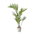 GLPS-1528/150cmケンチャヤシポット 全長150cm 幅100cm 鉢:φ26cm×H30cm/業務用/新品/送料別途見積